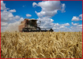 Campo di grano durante la mietitura