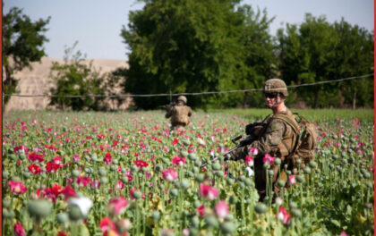 Militari USA in un campo di papaveri da oppio