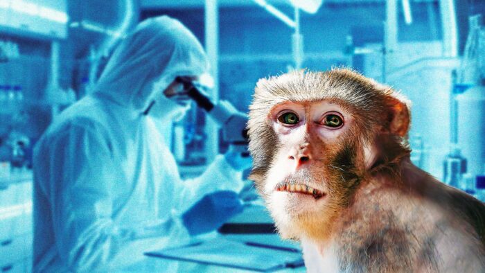 NTI: nel maggio 2022 inizierà l'epidemia da vaiolo delle scimmie