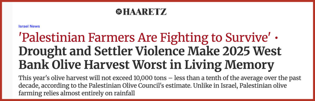 'Palestinian Farmers Are Fighting to Survive' Drought and Settler Violence Make 2025 West Bank Olive Harvest Worst in Living Memory