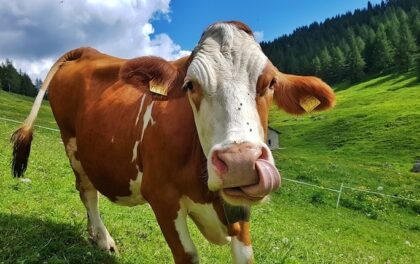 Dalla carne di manzo alla bistecca stampata in 3D