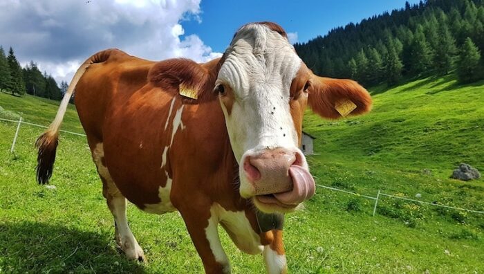 Dalla carne di manzo alla bistecca stampata in 3D