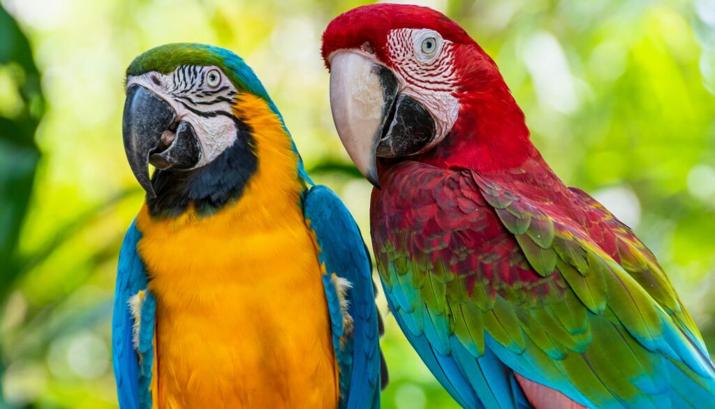 due pappagalli