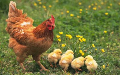 Le vie del progresso: dalla gallina ruspante al pollo artificiale